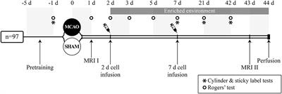 Combined Adipose Tissue-Derived Mesenchymal Stem Cell Therapy and Rehabilitation in Experimental Stroke